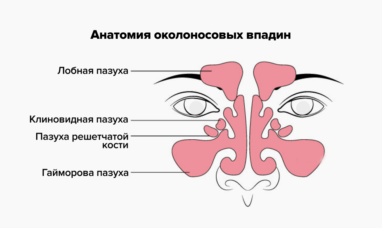 Анатомия придаточных пазух. Околоносовые пазухи и гайморовы пазухи. Пазухи околоносовые и нос строение. Анатомия носа и носовых пазух. Околоносовые пазухи носа схема.